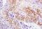 Laminin Subunit Alpha 2 antibody, orb1526, Biorbyt, Immunohistochemistry paraffin image 