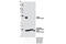 Cellular Retinoic Acid Binding Protein 1 antibody, 13206S, Cell Signaling Technology, Western Blot image 