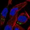 RAS Like Family 10 Member B antibody, HPA057092, Atlas Antibodies, Immunofluorescence image 