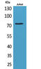 Transcriptional activator Myb antibody, STJ96700, St John