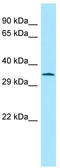 Activating Transcription Factor 5 antibody, TA344510, Origene, Western Blot image 