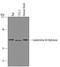 Leukotriene A4 Hydrolase antibody, AF4008, R&D Systems, Western Blot image 