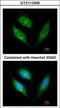 Apoptosis Inducing Factor Mitochondria Associated 1 antibody, GTX113306, GeneTex, Immunofluorescence image 