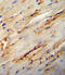 Collagen Type V Alpha 1 Chain antibody, 55-212, ProSci, Immunohistochemistry frozen image 