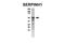 Serpin Family H Member 1 antibody, PA5-71456, Invitrogen Antibodies, Western Blot image 