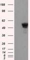 SHC Adaptor Protein 1 antibody, NBP2-02434, Novus Biologicals, Western Blot image 