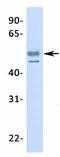 Transcription Factor CP2 Like 1 antibody, GTX77815, GeneTex, Western Blot image 
