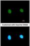 Mediator Complex Subunit 18 antibody, PA5-30757, Invitrogen Antibodies, Immunofluorescence image 