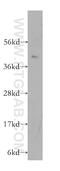 Membrane Spanning 4-Domains A7 antibody, 11864-1-AP, Proteintech Group, Western Blot image 