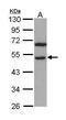 Regulator Of Chromosome Condensation 1 antibody, GTX113402, GeneTex, Western Blot image 