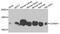 Cytochrome C Oxidase Subunit 6A1 antibody, PA5-76153, Invitrogen Antibodies, Western Blot image 