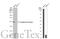 Acylglycerol Kinase antibody, GTX107413, GeneTex, Western Blot image 