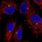 Centrosomal Protein 350 antibody, NBP2-55557, Novus Biologicals, Immunofluorescence image 