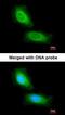 Hypothetical protein LOC55286 antibody, orb74260, Biorbyt, Immunofluorescence image 
