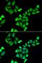 UDP-Galactose-4-Epimerase antibody, orb247513, Biorbyt, Immunofluorescence image 