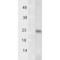 Tsp23 antibody, 11137, QED Bioscience, Western Blot image 