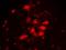 RNA Binding Fox-1 Homolog 3 antibody, NBP1-92693, Novus Biologicals, Immunohistochemistry frozen image 