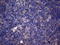 Peptidylprolyl Isomerase F antibody, LS-C794685, Lifespan Biosciences, Immunohistochemistry paraffin image 