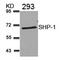 Protein Tyrosine Phosphatase Non-Receptor Type 6 antibody, 79-413, ProSci, Western Blot image 