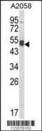 1-Acylglycerol-3-Phosphate O-Acyltransferase 3 antibody, 63-587, ProSci, Western Blot image 