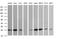 Vesicle Transport Through Interaction With T-SNAREs 1A antibody, MA5-26213, Invitrogen Antibodies, Western Blot image 