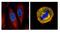 Small Ubiquitin Like Modifier 1 antibody, NBP2-20532, Novus Biologicals, Immunofluorescence image 