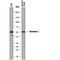 Nucleobindin 2 antibody, MAB5949, R&D Systems, Western Blot image 