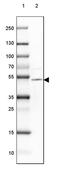 Tweety Family Member 1 antibody, PA5-62229, Invitrogen Antibodies, Western Blot image 