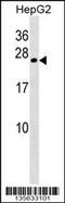 Crystallin Gamma B antibody, 58-323, ProSci, Western Blot image 