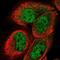 DDB1 And CUL4 Associated Factor 11 antibody, NBP1-83364, Novus Biologicals, Immunofluorescence image 