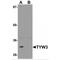 TRNA-YW Synthesizing Protein 3 Homolog antibody, MBS150652, MyBioSource, Western Blot image 