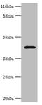 Gastric intrinsic factor antibody, A50249-100, Epigentek, Western Blot image 