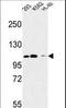 Roundabout homolog 4 antibody, LS-C162681, Lifespan Biosciences, Western Blot image 