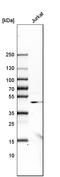 As2 antibody, HPA005554, Atlas Antibodies, Western Blot image 
