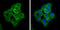 Angiomotin-like protein 2 antibody, GTX120057, GeneTex, Immunofluorescence image 