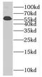 Pleiotropic Regulator 1 antibody, FNab06556, FineTest, Western Blot image 