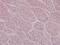 Glutamate Ionotropic Receptor NMDA Type Subunit 2D antibody, PA5-36539, Invitrogen Antibodies, Immunohistochemistry frozen image 