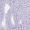 Sperm Acrosome Associated 4 antibody, HPA061302, Atlas Antibodies, Immunohistochemistry frozen image 