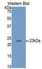 Caspase 4 antibody, LS-C303765, Lifespan Biosciences, Western Blot image 