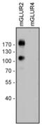 Glutamate Metabotropic Receptor 2 antibody, 720357, Invitrogen Antibodies, Western Blot image 