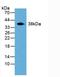 Transaldolase 1 antibody, LS-C296728, Lifespan Biosciences, Western Blot image 