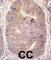 Taspase 1 antibody, abx027332, Abbexa, Western Blot image 