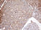 Proteasome Subunit Alpha 2 antibody, LS-C174347, Lifespan Biosciences, Immunohistochemistry frozen image 