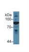 Complement C4 antibody, LS-C314643, Lifespan Biosciences, Western Blot image 