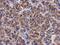 Spermatogenesis-associated protein 4 antibody, PA5-32139, Invitrogen Antibodies, Immunohistochemistry paraffin image 