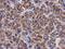 Spermatogenesis Associated 4 antibody, PA5-32139, Invitrogen Antibodies, Immunohistochemistry paraffin image 