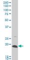 Amelogenin X-Linked antibody, H00000265-M03, Novus Biologicals, Western Blot image 