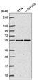 Fas Associated Factor Family Member 2 antibody, HPA065968, Atlas Antibodies, Western Blot image 