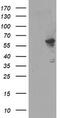 Formimidoyltransferase Cyclodeaminase antibody, TA504943S, Origene, Western Blot image 