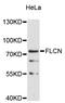 Folliculin antibody, STJ113428, St John